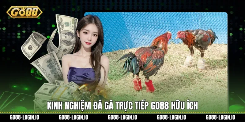 Kinh nghiệm Đá gà trực tiếp Go88 hữu ích